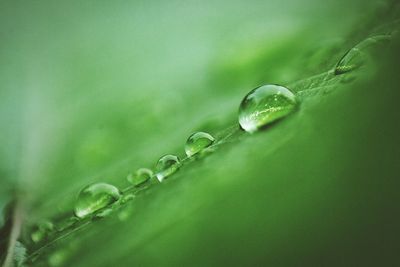 Close-up of water drops on green leaf