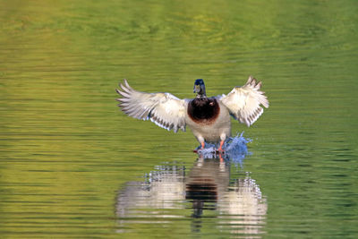 Mallard duck over lake