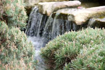 Plants growing on land during winter