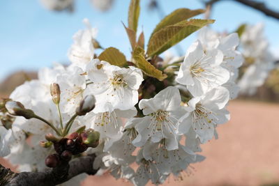 Close-up of apple blossoms in spring
