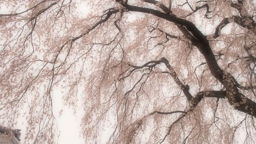 Low angle view of bare trees