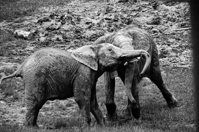 View of elephant on field