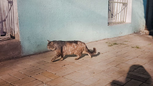 Cat lying on wall