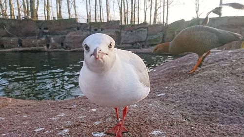 Seagull perching on a lake