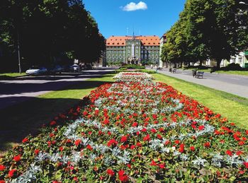 View of flowers growing in park