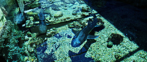 High angle view of sharks swimming at shimoda aquarium