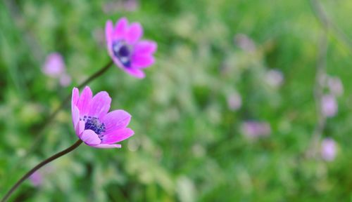 Close-up of pink flowering plant
