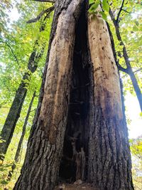 Low angle view of a tree