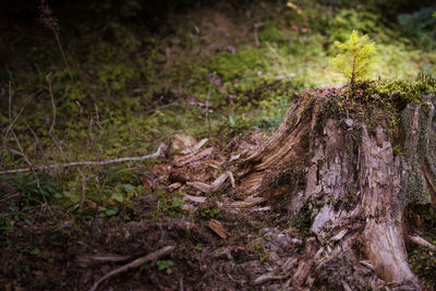 Close-up of lizard on tree trunk in forest