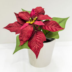 Close-up of red flower over white background