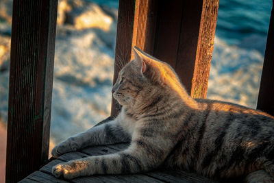 Close-up of cat looking away