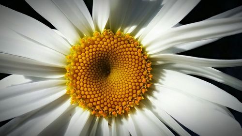 Close-up of white daisy flower