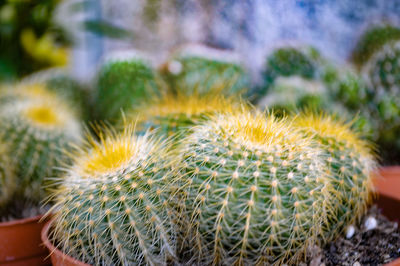 Close-up of cactus plant