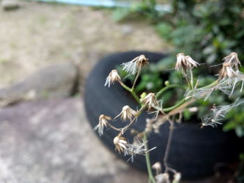 Close-up of honey bee on plant