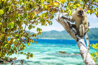 Monkey on tree branch against sea