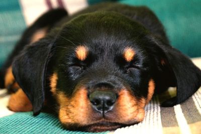 Close-up portrait of dog resting