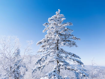 Low angle view of snow covered tree against blue sky