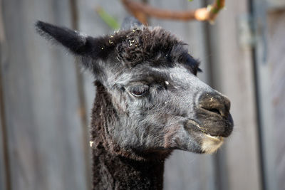 Close-up of a lama