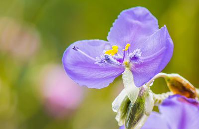 Close-up of purple flowering plant