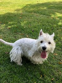 High angle view of white dog on field