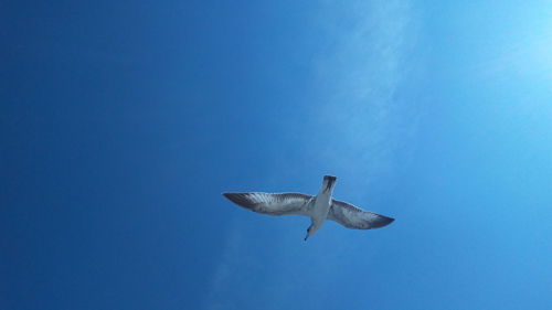 Low angle view of pelican flying in blue sky