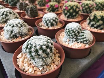 Close-up of cactus on table