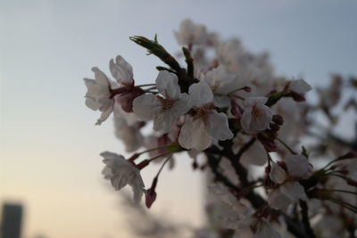 Close-up of cherry blossoms in spring
