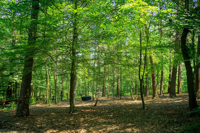 View of trees in forest