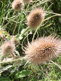 Close-up of thistle flowers