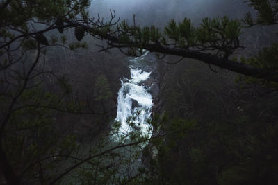 Scenic view of waterfall in forest