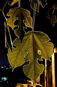Close-up of leaves