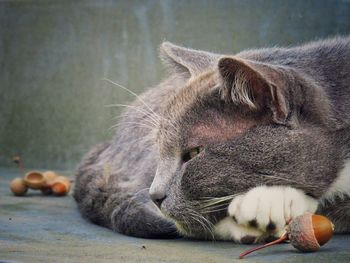 Close-up of sheep sleeping