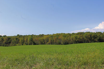 Trees on field against sky