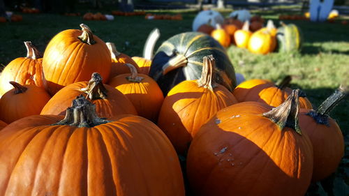 Close-up of pumpkins on field