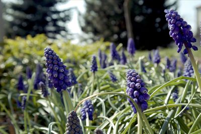 Close-up of purple flowering plants