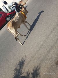 High angle view of dog running on road