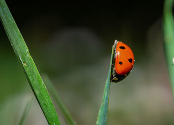 Close-up of ladybug on plant