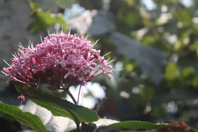 Close-up of pink flowering plant