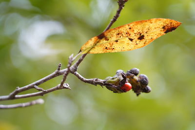 Close-up of berries on tree