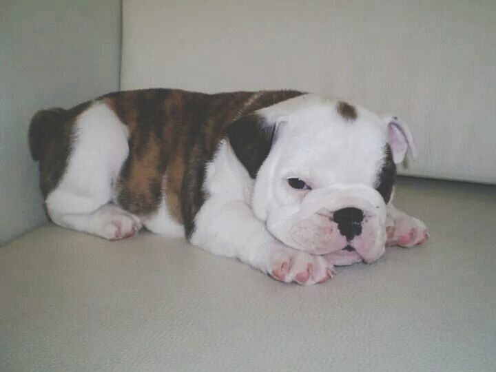 domestic animals, pets, mammal, animal themes, indoors, dog, one animal, relaxation, resting, lying down, home interior, portrait, looking at camera, bed, animal head, white color, sofa, close-up, home, no people