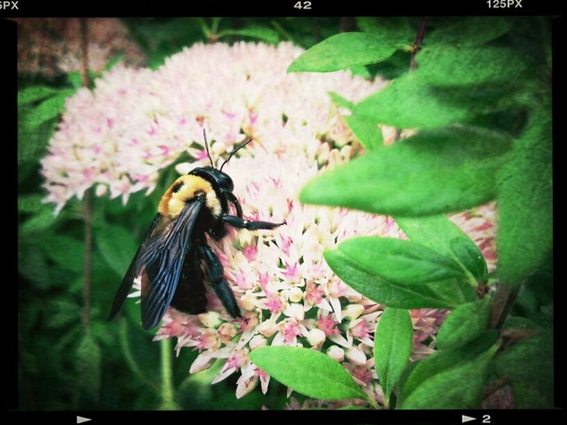 transfer print, auto post production filter, animal themes, animals in the wild, one animal, wildlife, flower, leaf, nature, close-up, growth, plant, beauty in nature, insect, fragility, focus on foreground, bird, freshness, petal, outdoors