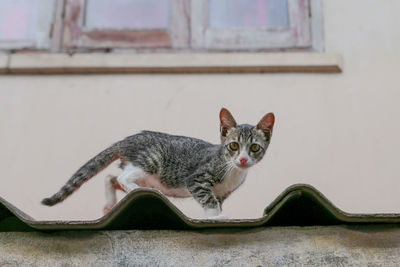 Portrait of cat looking at camera