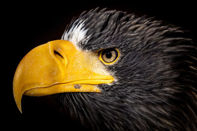 Close-up portrait of eagle against black background