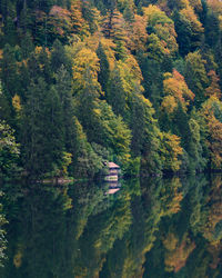 Scenic view of forest during autumn