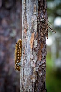 Close-up of caterpillar on tree trunk