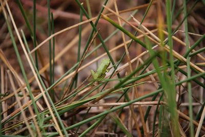 Close-up of grass growing on field