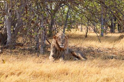 Lion sitting on field in forest
