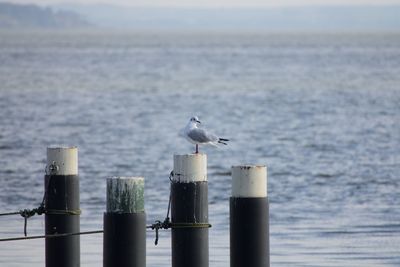 Seagull perching on wooden post in sea