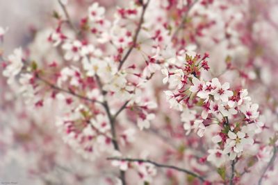 Close-up of pink cherry blossom tree