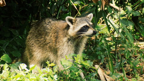 View of an animal on field